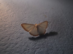 Leuciris