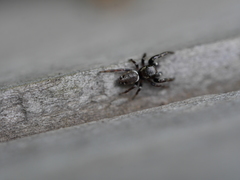 Metaphidippus manni