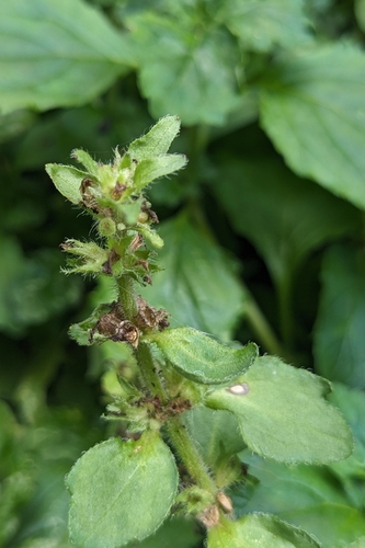 Ajuga dictyocarpa, photograph 4