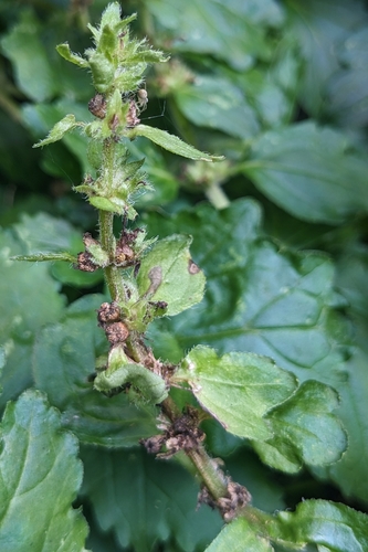 Ajuga dictyocarpa, photograph 5