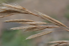 Bromus auleticus