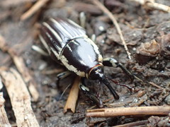 Sphenophorus aequalis