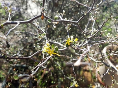 Corokia