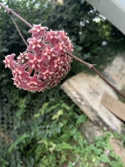 Hoya pubicalyx