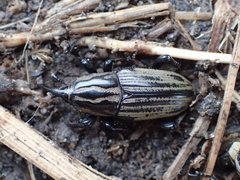Sphenophorus australis