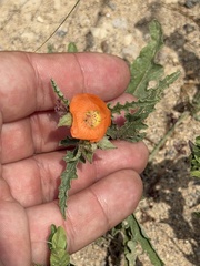 Sphaeralcea hastulata, photograph (c) Ian McFaul, some rights reserved (CC BY)