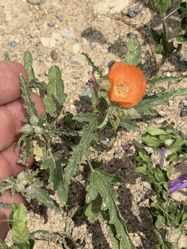 Sphaeralcea hastulata, photograph 5