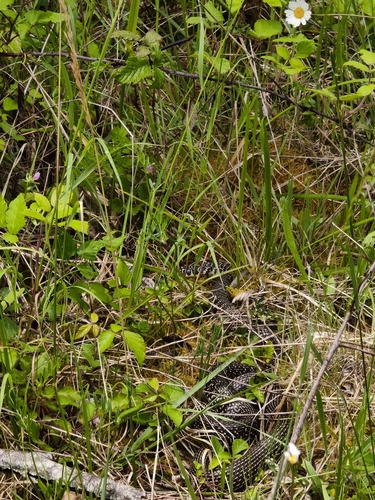 Green Whip Snake