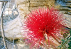 Calliandra dysantha
