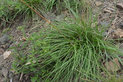 Bromus auleticus