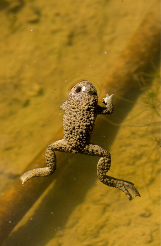 Yellow-bellied Toad