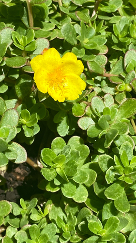 Portulaca umbraticola, 2026-05-21