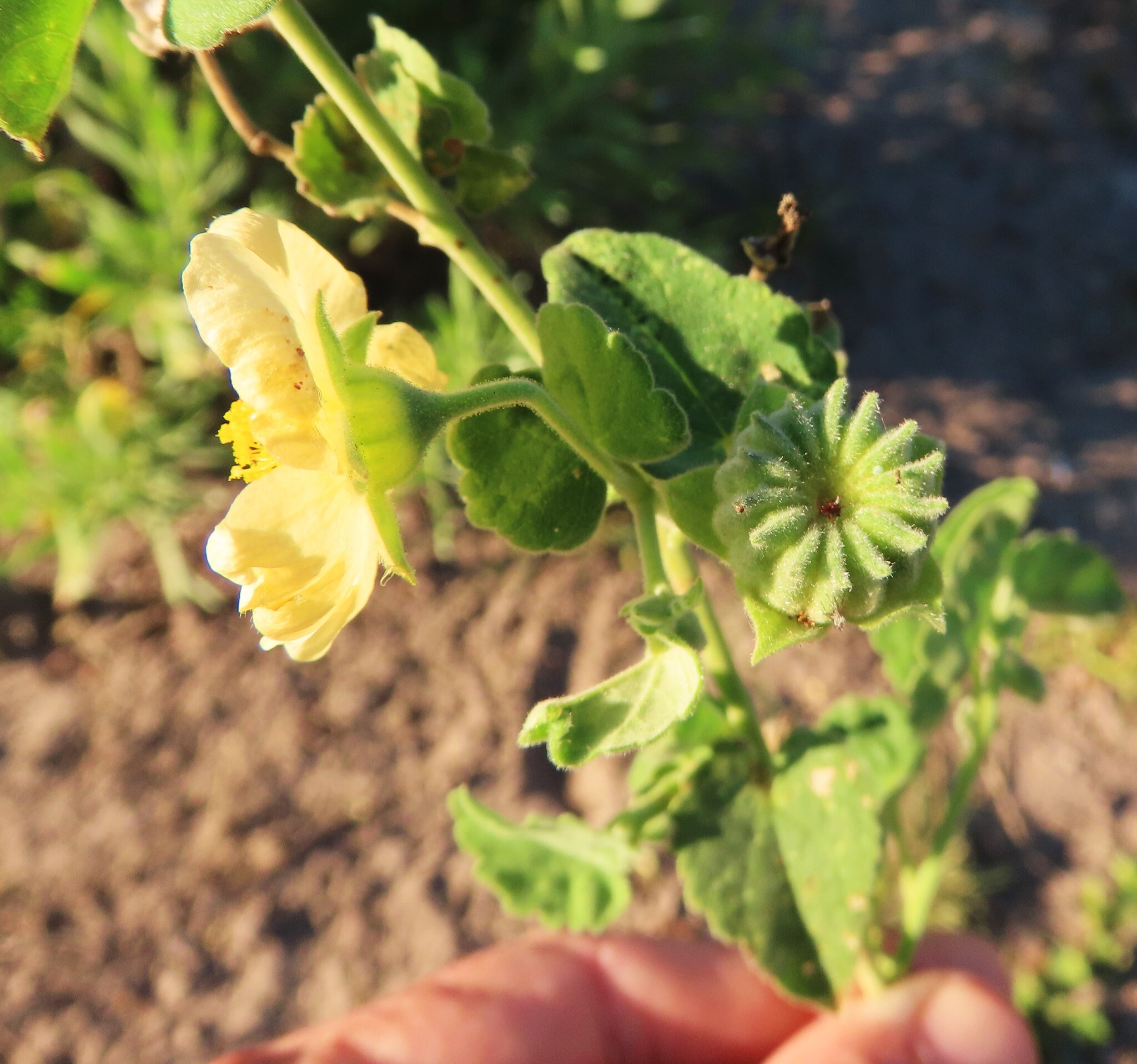 Abutilon rehmannii Baker f. 2
