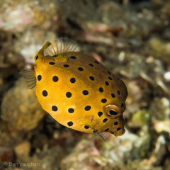 Ostracion cubicum