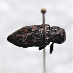 Chrysobothris exesa