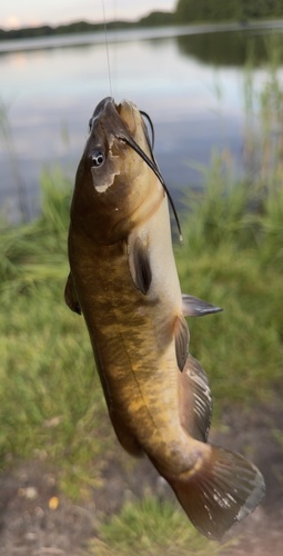 Brown Bullhead