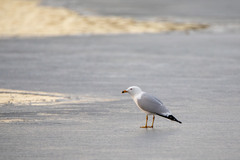 Larus delawarensis