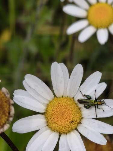 Thick-legged Flower Beetle