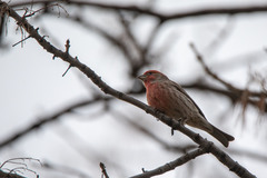 Haemorhous mexicanus