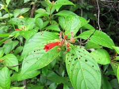 Hamelia rovirosae