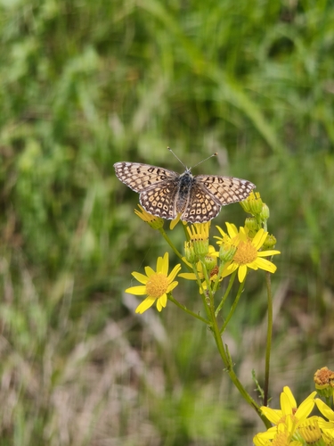 Glanville Fritillary