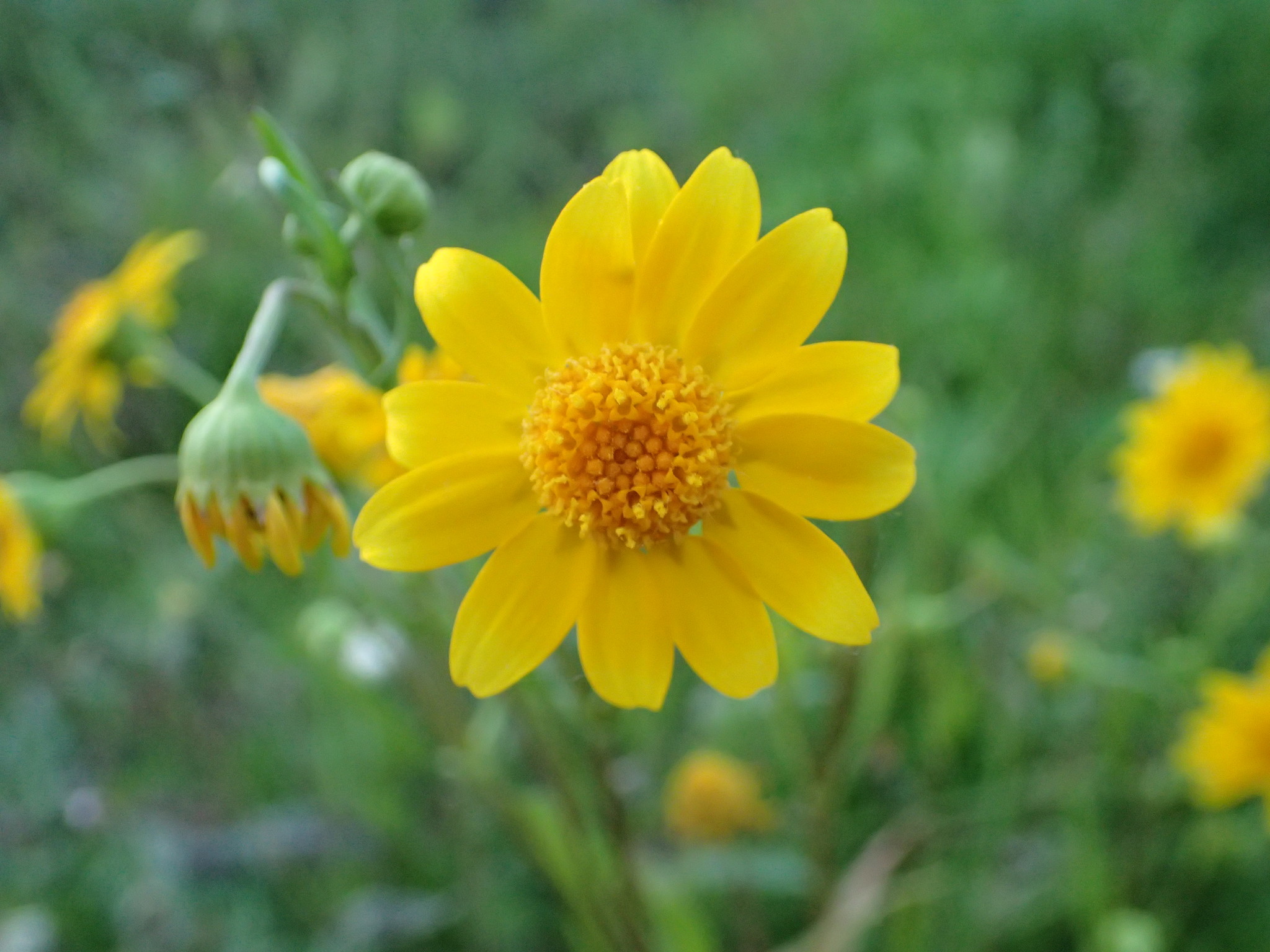 Lasthenia glabrata ssp. coulteri