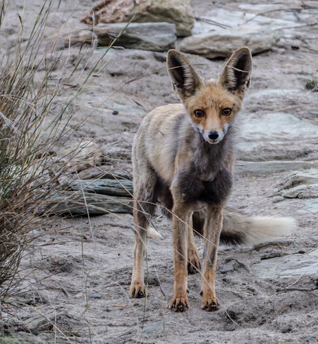 Arabian Red Fox