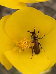 Eupompha schwarzi