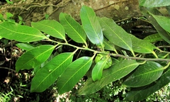 Diospyros nigra