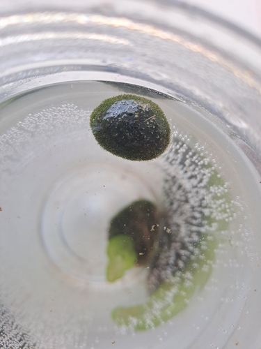 Aegagropila linnaei observed 2026-05-22