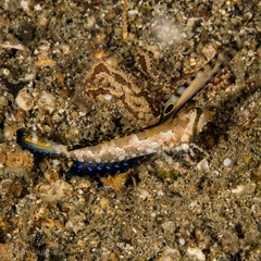 Dactylopus kuiteri