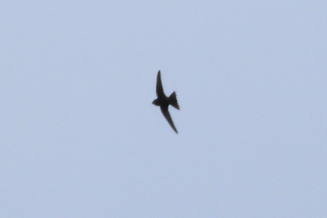 Apus apus (Linnaeus, 1758)