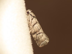 Lichenaula onychodes