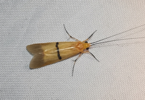 Macrostemum fastosum