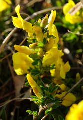 Chamaecytisus ratisbonensis