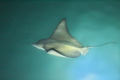 Aetobatus