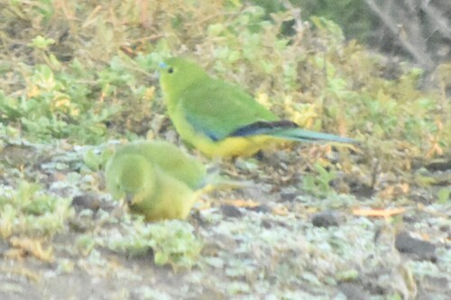 Orange-bellied Parrot (Neophema chrysogaster)