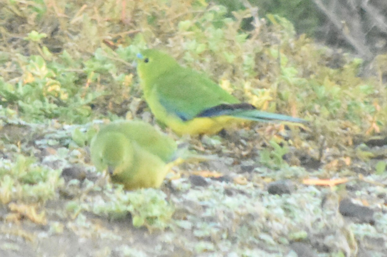 Orange-bellied Parrot (Neophema chrysogaster), photo 1