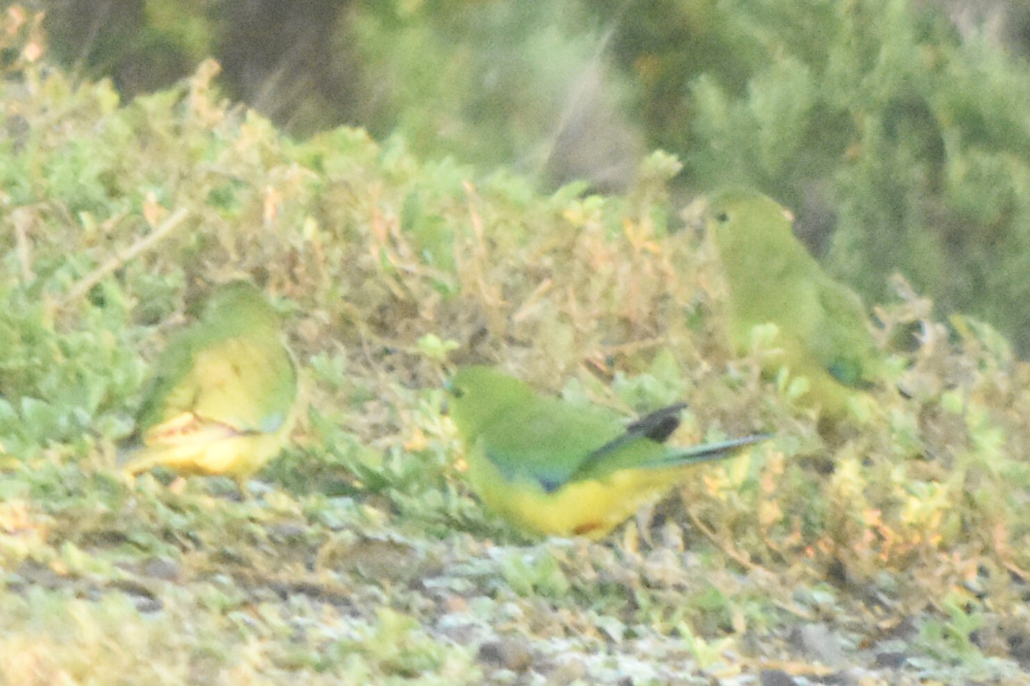 Orange-bellied Parrot (Neophema chrysogaster), photo 2