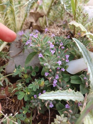 Ziziphora capitata
