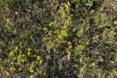 Chamaecytisus ratisbonensis