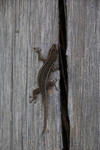 Common Dwarf Gecko
