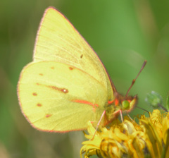 Colias dimera