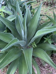 Agave desmettiana