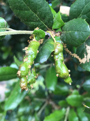 Callirhytis congregata