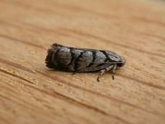 Lichenaula onychodes