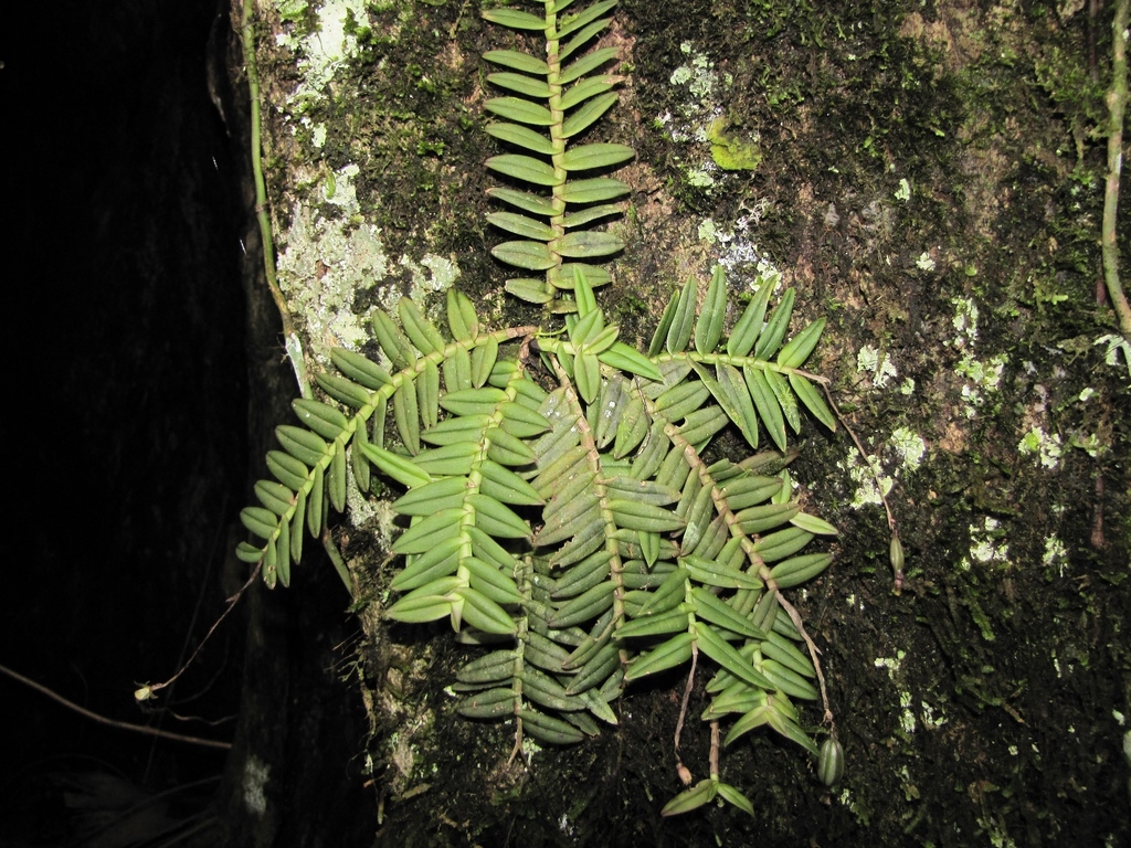 Epidendrum macroclinium Hágsater
