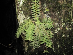 Epidendrum macroclinium