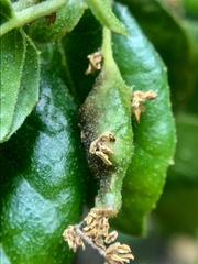 Callirhytis congregata