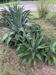 Agave desmettiana